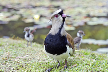 Female of the Southern lapwing nesting cubs
