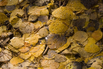 Aspen Leaves in Fall after Rain
