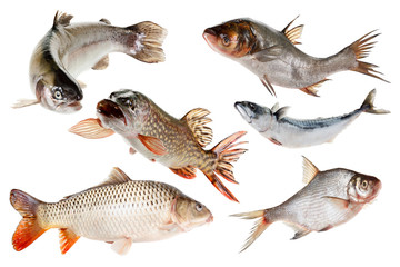 Set fishes. Isolated on white.