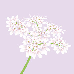 white Flowers isolated on pale pink background