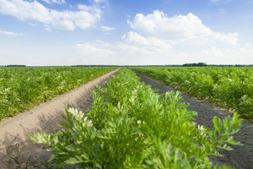 Field with carrot