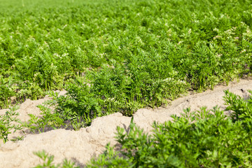 Field with carrot