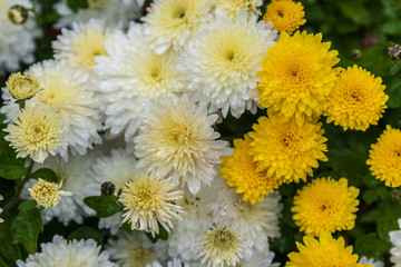 Drops of rain on yellow and white chrysanthemum flowers in garden.