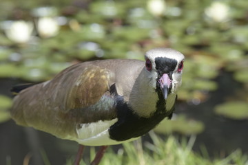 Southern lapwing in attack position to defend cub