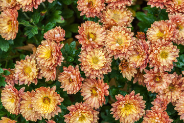 Drops of rain on orange chrysanthemum flowers in garden.