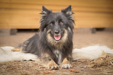 dunkler Islandhund liegend - Portrait Outdoor