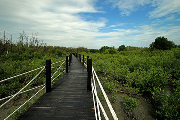 wooden bridge walkway into mangrove forest