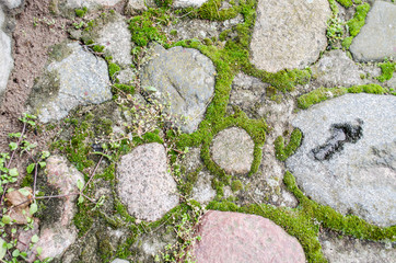 moss on rock wall / Cobblestone pavement with moss growing between stones / Green moss on old stone footpath / Moss growing on stone wall, Texture of stone wall covered green moss