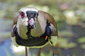 Southern lapwing in attack position to defend cub