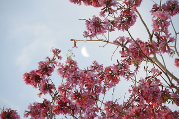 Flowers at moonrise