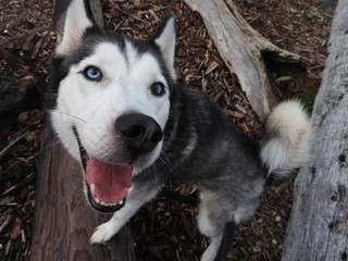 Siberian Husky fun on the beach