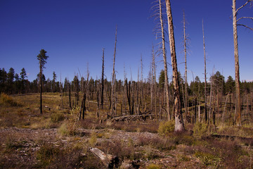 Aftermath of forest fire of 2000