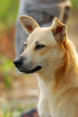 A very trustworthy dog in a prawn farm