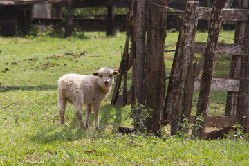 Obraz na płótnie Canvas Baby sheep