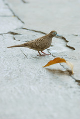 A blue face dove on the concrete ground