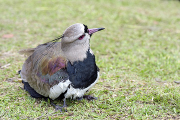 Female of the Southern lapwing nesting cubs