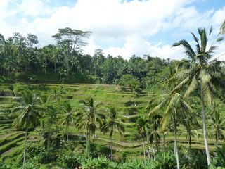 Obraz premium Campuhan ridge walk at Bali island, Ubud, Indonesia