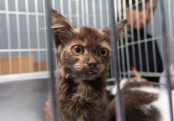 Homeless kitten sitting in a cage at the shelter. Pets