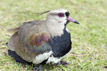 Female of the Southern lapwing nesting cubs