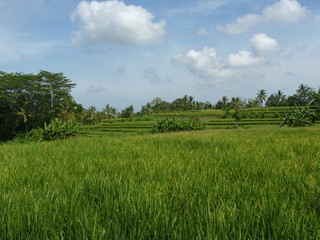 Fototapeta premium Campuhan ridge walk at Bali island, Ubud, Indonesia