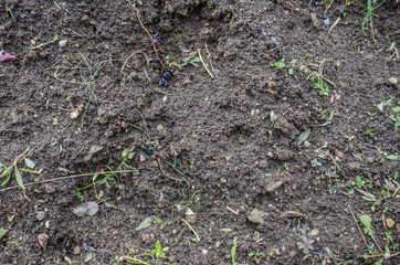 Ground textured surface background under bright sunlight / closeup texture