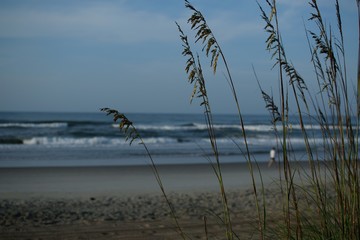 Beach Grass