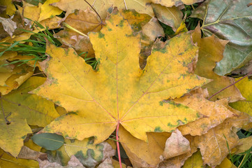 Yellow autumn maple leaf