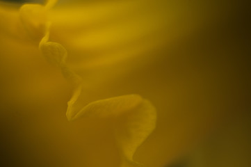 Daffodil Petal