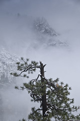 Snowstorm and Broken Pine Tree, Yosemite