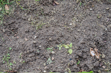 Ground textured surface background under bright sunlight / closeup texture