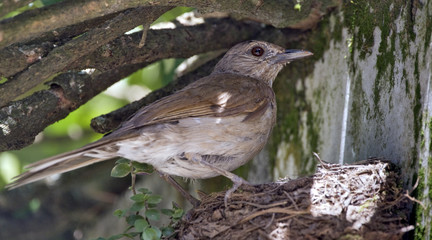 Pale-breasted thrush in the nest with cub