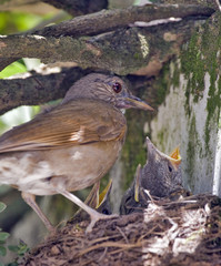 Pale-breasted thrush in the nest with cub