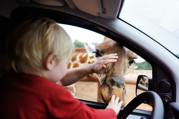 Father and toddler child watching and feeding giraffe animals at the safari park