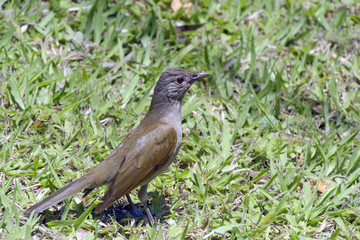 Pale-breasted thrush in the grass, hunting insect