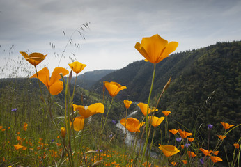Poppies, California Hillside