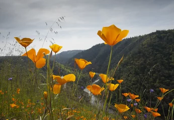 Photo sur Plexiglas Coquelicots Poppies, California Hillside