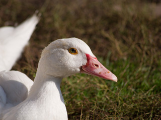 Silent duck (Cairina moschata)