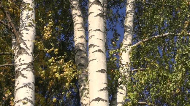 Autumnal yellowing birch trees on windy sunny autumn day