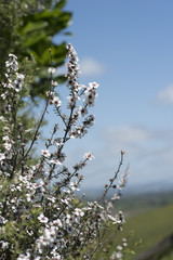 New Zealand Manuka flowers
