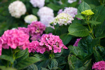 Hydrangea flowers in a garden