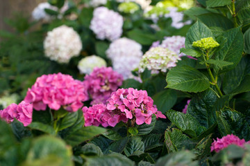 Hydrangea flowers in a garden