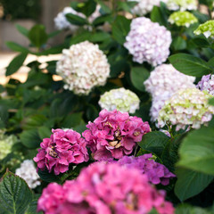 Hydrangea flowers in a garden