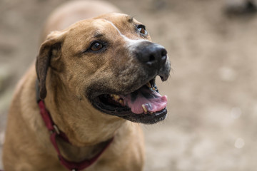 American Bulldog Outdoors