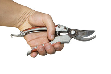 secateurs in hand isolated on white background