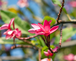 Plumeria flowers