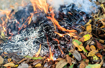 bonfire on dry leaf pile in the garden