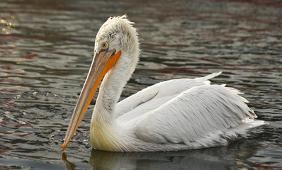 Pelican swimming on sea.
