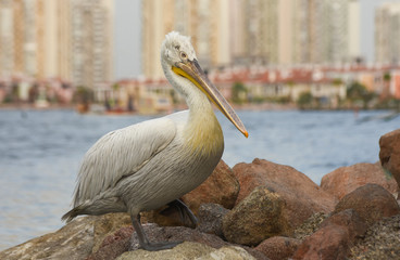 Pelican standing on a rock near the sea in izmir - Turkey. 