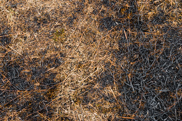 Ash burned dry grass land  ground texture background carbon CO2