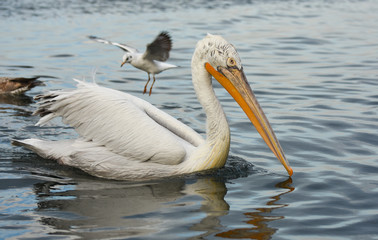 Fototapeta na wymiar Pelican swimming on sea. A seagull flying behind the pelican. 